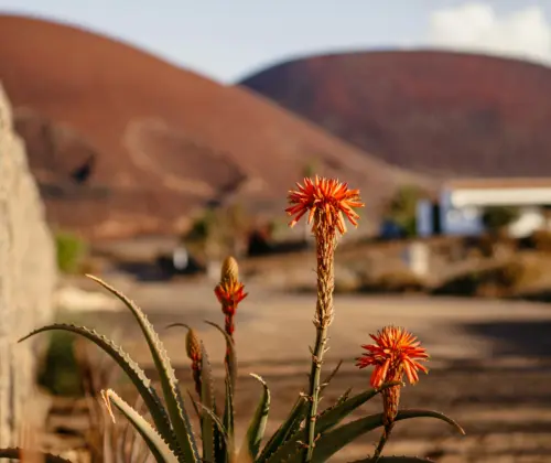 hanna-E-unsplashfuerteventura general_result